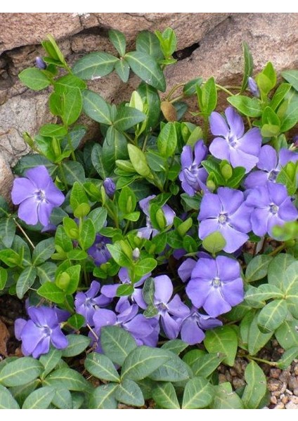 Cezayir Menekşesi Vinca Minor Blue Lesser Periwinkle Saksı İle Birlikte