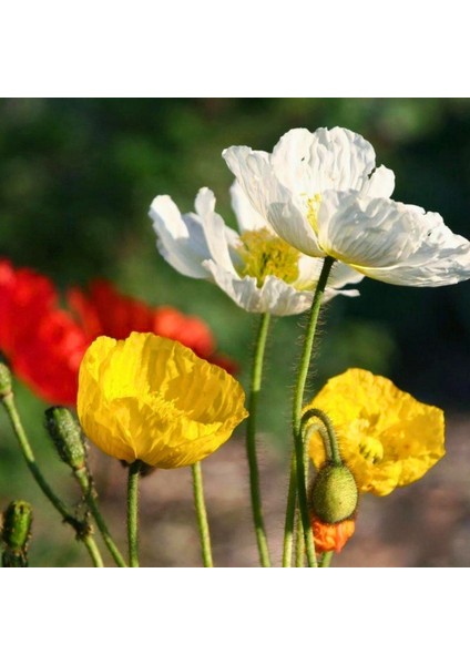 Tohum Evi Gelincik Çiçeği Tohumu - Papaver Rhoeas