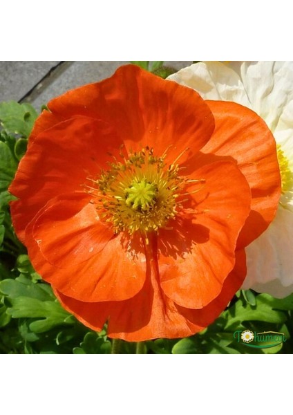 Tohum Evi Gelincik Çiçeği Tohumu - Papaver Rhoeas