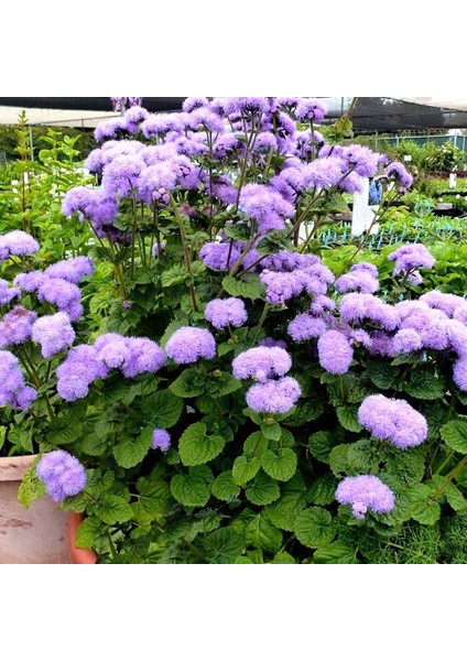 Tohumevi Mavi Vapur Dumani Çiçeği Tohumu - Ageratum Houstonianum (100+ tohum)