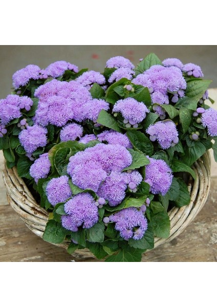 Tohumevi Mavi Vapur Dumani Çiçeği Tohumu - Ageratum Houstonianum (100+ tohum)