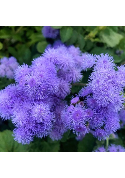 Tohumevi Mavi Vapur Dumani Çiçeği Tohumu - Ageratum Houstonianum (100+ tohum)