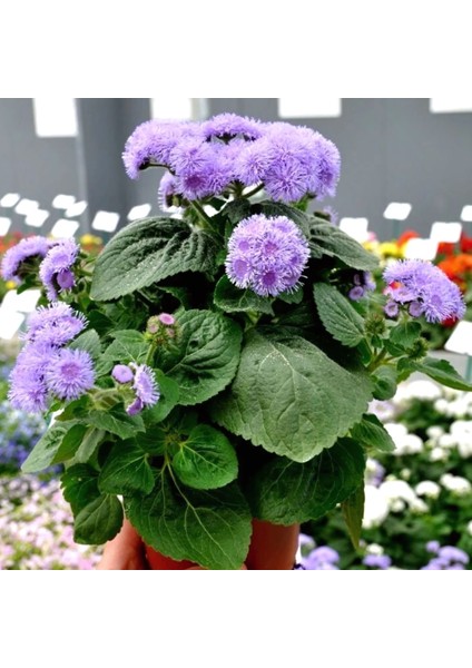 Tohumevi Mavi Vapur Dumani Çiçeği Tohumu - Ageratum Houstonianum (100+ tohum)