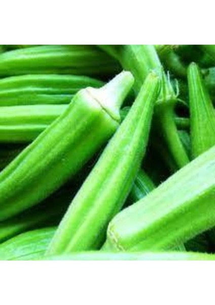 400 Adet Tohum Organik Yeni Sezon Sultani Bamya Tohumu Saksı Toprak