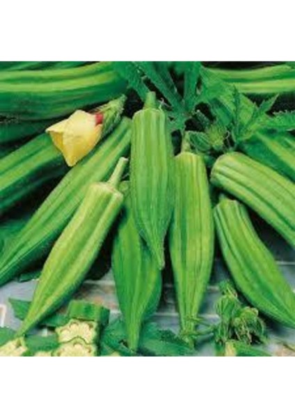400 Adet Tohum Organik Yeni Sezon Sultani Bamya Tohumu Saksı Toprak fiyatları