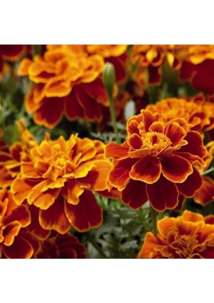 20 Adet Tohum Organik Kokulu Kadife Çiçeği Tohumu Mezarlık Kabir Çiçeği Tohumu Saksı Toprak