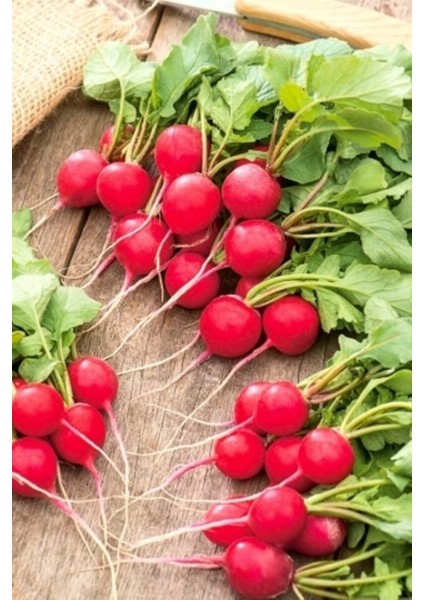 200 Adet Tohum Organik Hobi Bahçe Fındık Kırmızı Turp Tohumu Yeni Hasat Tohum