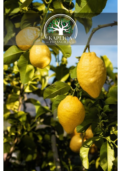 5 Adet - Tüplü Yediveren Aşılı Limon Ağacı Fidanı 3 Yaş
