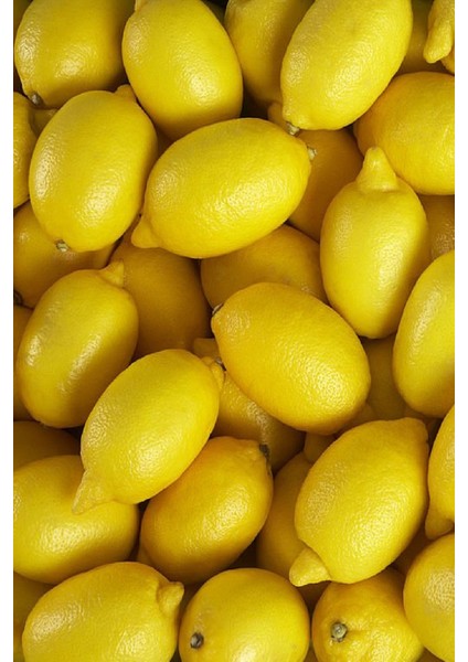 5 Adet - Tüplü Yediveren Aşılı Limon Ağacı Fidanı 3 Yaş