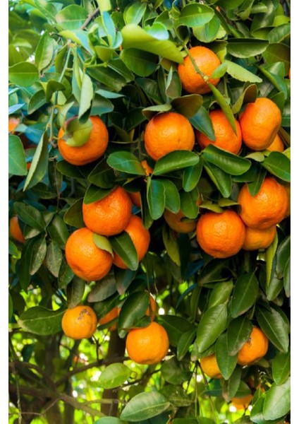 Tüplü Tatlı Mandalina Ağacı Fidanı 3 Yaş