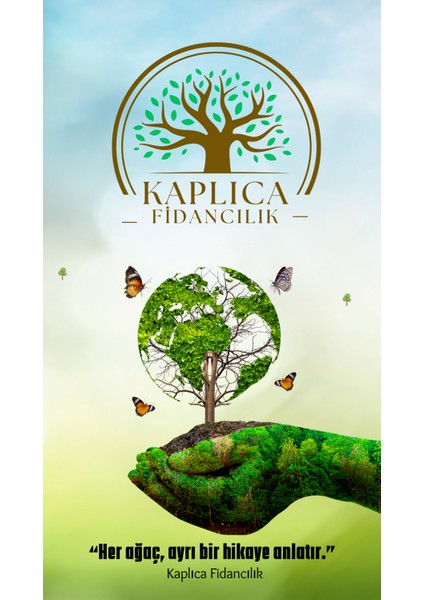 Tüplü Tatlı Mandalina Ağacı Fidanı 3 Yaş