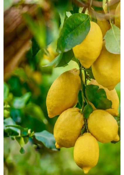 Tüplü Yediveren Aşılı Limon Ağacı Fidanı 3 Yaş