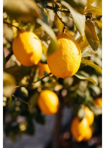 Tüplü Yediveren Aşılı Limon Ağacı Fidanı 3 Yaş
