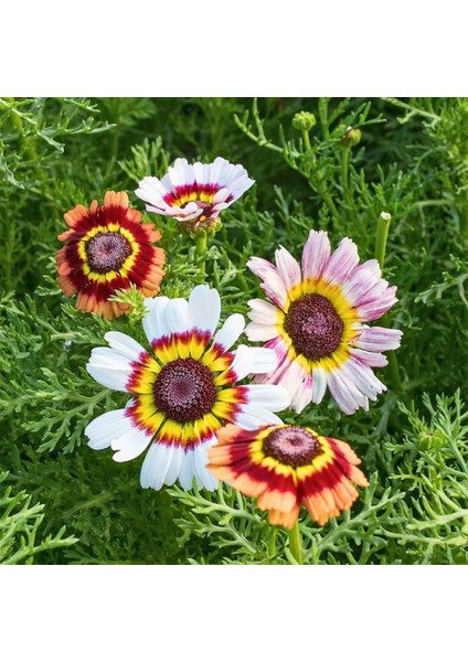 Üç Renkli Papatya Çiçeği Tohumu – Chrysanthemum Carinatum (20+ tohum)