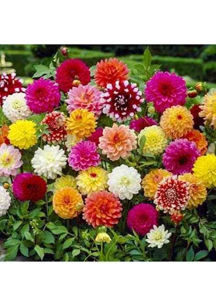 100 Adet Yıldız Dahlia Soğanı Karışık Renk 7 cm Yeni Mahsul.