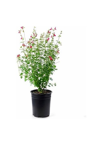 Süs Adaçayı Salvia Microphylla Hot Lips Saksıda Promosyon