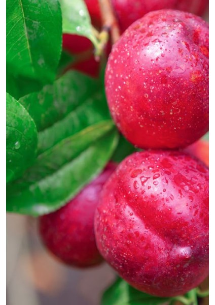 6 Adet - Nektarin Şeftali Fidanı 3 Yaş fırsatları