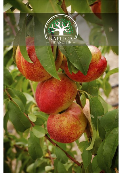 7 Adet - Nektarin Şeftali Fidanı 3 Yaş fiyatları