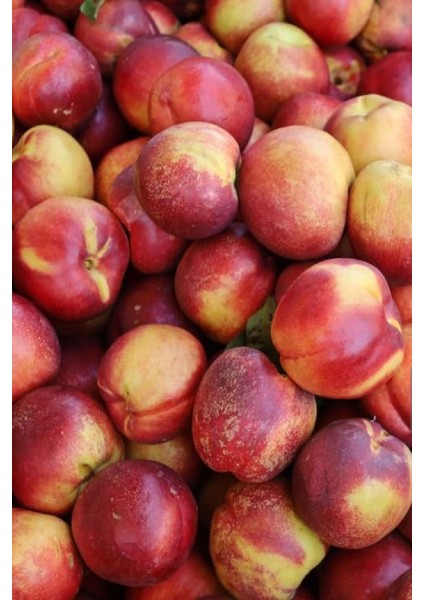 7 Adet - Nektarin Şeftali Fidanı 3 Yaş modelleri