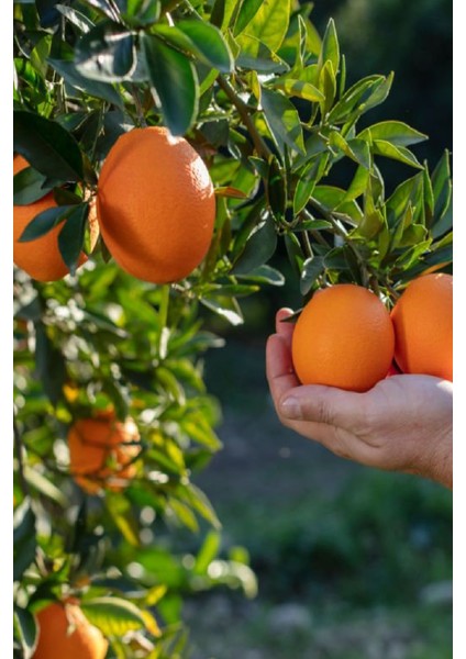 4 Adet Meyve Fidanı Nar , Limon , Portakal ve Incir 3 Yaş