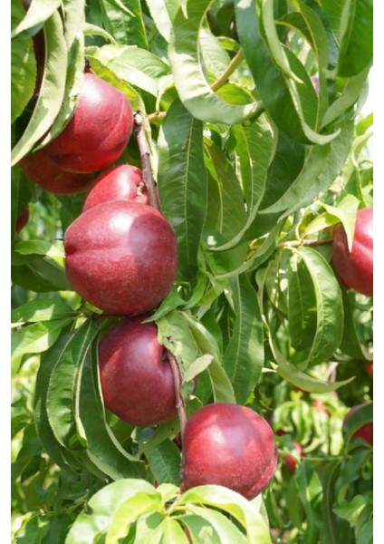 8 Adet - Nektarin Şeftali Fidanı 3 Yaş fiyatları