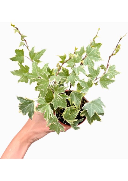 Hedera Helix Duvar Sarmaşığı P8 5