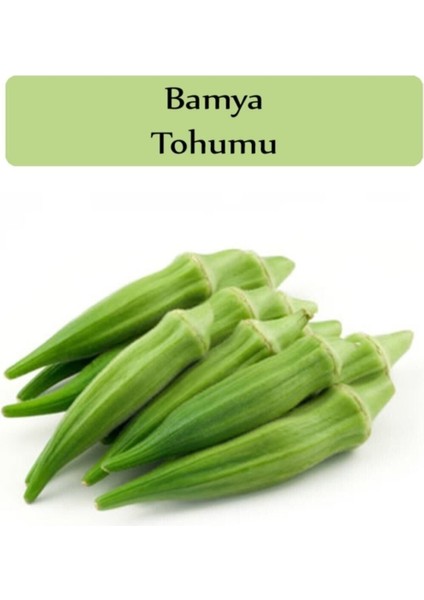30 Adet Tohum Organik Adana Bamya Tohumu Organik Saksılık Bahçe Bamya Hobi Ekim Bamya Tipi