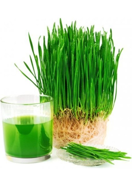 100 gr Buğday Çimi Tohumu Organik Yeni Hasat Tohum Taze Balkon Buğday Çim Tohumu