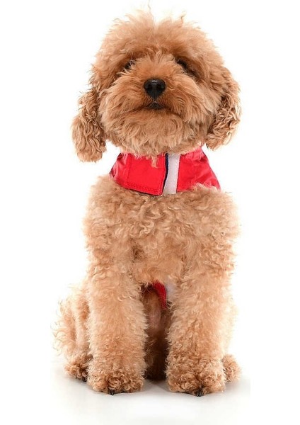 Küçük ve Orta Irk Köpek Yağmurluk Incubi fırsatları