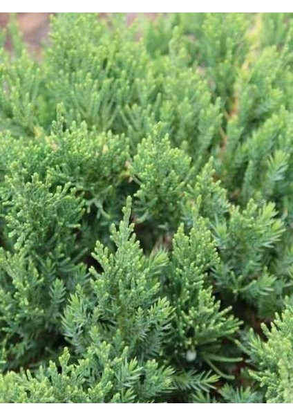 Sabin Ardıcı Juniperus Sabina Tamariscifolia, Saksıda, Promosyon