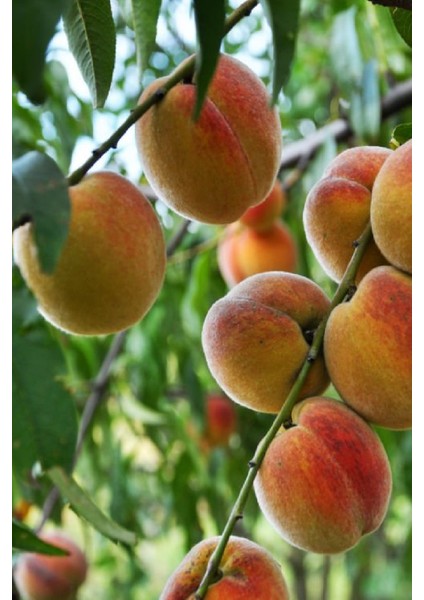 2 Adet - Iri Bursa Şeftali Fidanı 3 Yaş