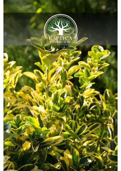 4 Adet- Alacalı Altuni Gold Taflan Fidanı