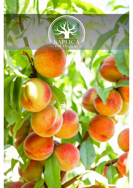 6 Adet - Iri Bursa Şeftali Fidanı 3 Yaş