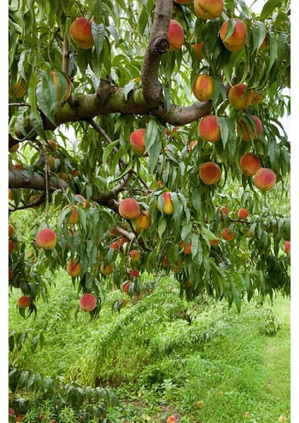 9 Adet - Iri Bursa Şeftali Fidanı 3 Yaş modelleri