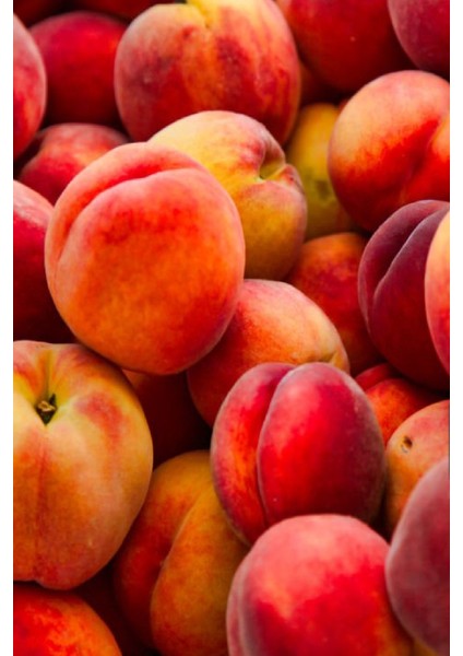 9 Adet - Iri Bursa Şeftali Fidanı 3 Yaş fırsatları