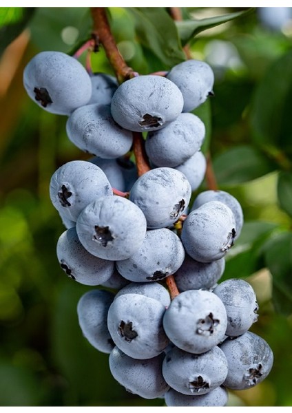 3 Adet - Tüplü Yaban Mersini ( Blue Berry ) Fidanı 2 Yaş