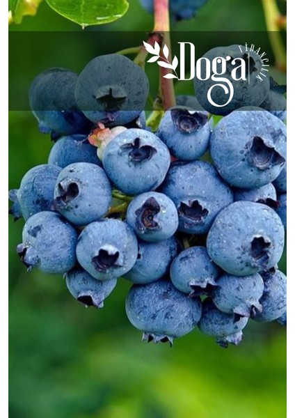 3 Adet - Tüplü Yaban Mersini ( Blue Berry ) Fidanı 2 Yaş