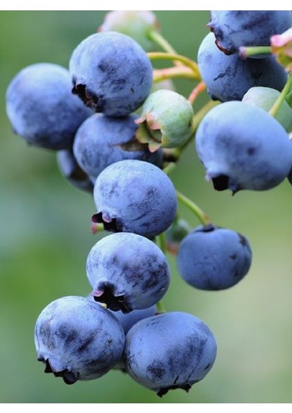 3 Adet - Tüplü Yaban Mersini ( Blue Berry ) Fidanı 2 Yaş