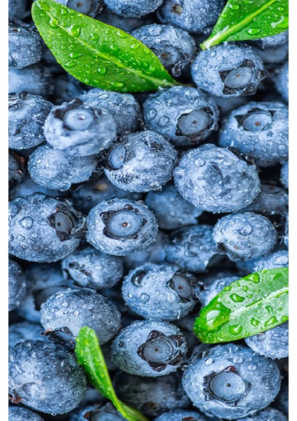 3 Adet - Tüplü Yaban Mersini ( Blue Berry ) Fidanı 2 Yaş