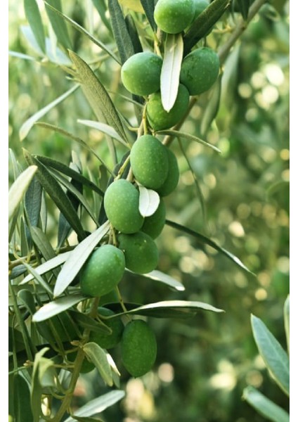 7 Adet - Sofralık Gemlik Zeytin Fidanı 1 Metre Boy 3 Yaş