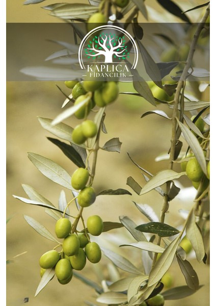 7 Adet - Sofralık Gemlik Zeytin Fidanı 1 Metre Boy 3 Yaş fiyatları