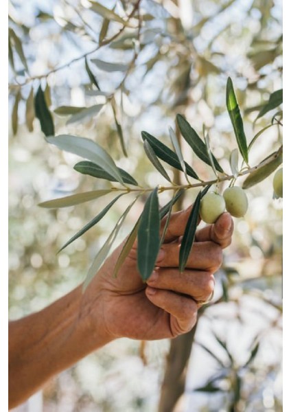7 Adet - Sofralık Gemlik Zeytin Fidanı 1 Metre Boy 3 Yaş modelleri