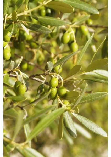 7 Adet - Sofralık Gemlik Zeytin Fidanı 1 Metre Boy 3 Yaş fırsatları