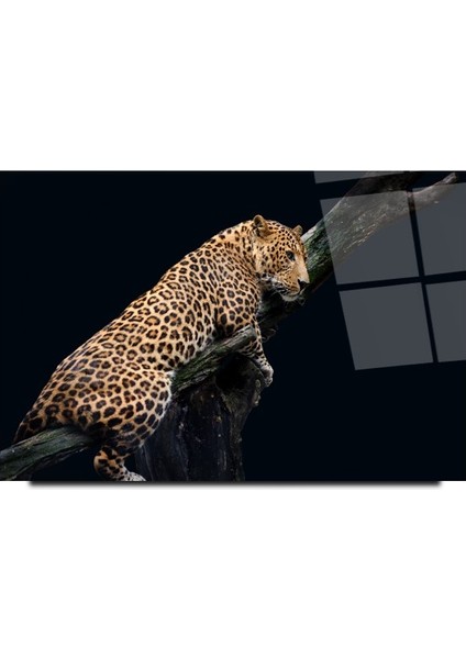 Leopar Cam Tablo | Dekoratif, Ofis, Mutfak