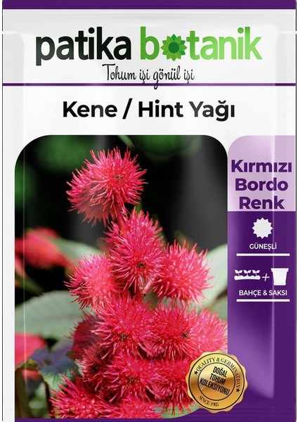 Patika Botanik 5 Adet Kene Çiçeği (Ricinus Communis) Çiçek Tohumu