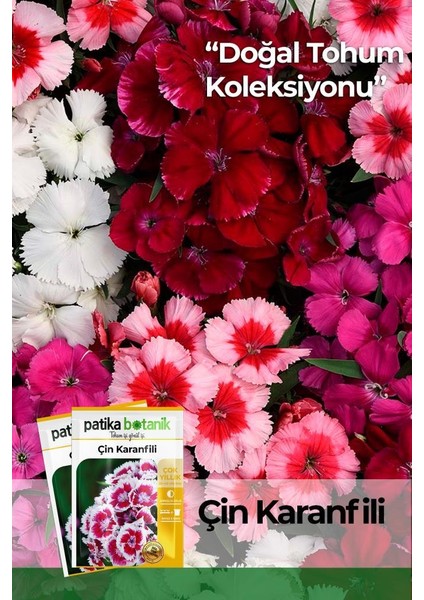 100 Adet Çin Karanfili (Dianthus Chinensis) Çiçek Tohumu