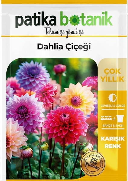 30 Adet Dahlia (Yıldız) Çiçek Tohumu