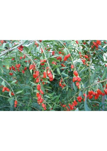 10 Adet Gojiberry Fidanı N@ 7 Aşılı 1 Yaşında.