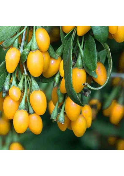 10 Adet Gojiberry Fidanı Sarı Kırmızı Siyah Meyve Aşılı 1 Yaşında.