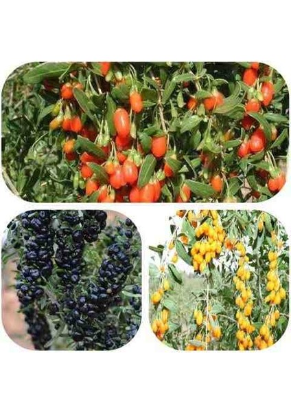 10 Adet Gojiberry Fidanı Sarı Kırmızı Siyah Meyve Aşılı 1 Yaşında.